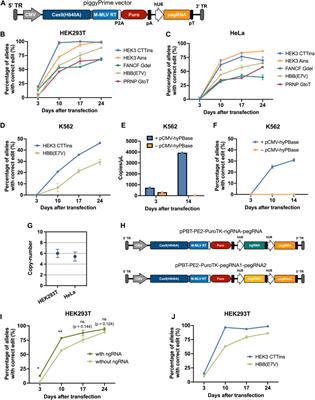 piggyPrime: High-Efficacy Prime Editing in Human Cells Using piggyBac-Based DNA Transposition